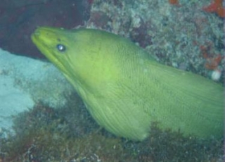  黄海鳗 